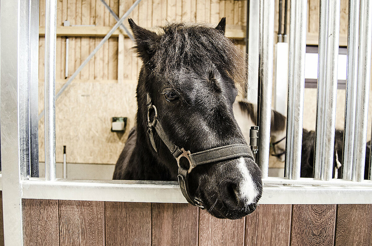 Nikki - Welsh Mountain Pony Nikki - Welsh Mountain Pony