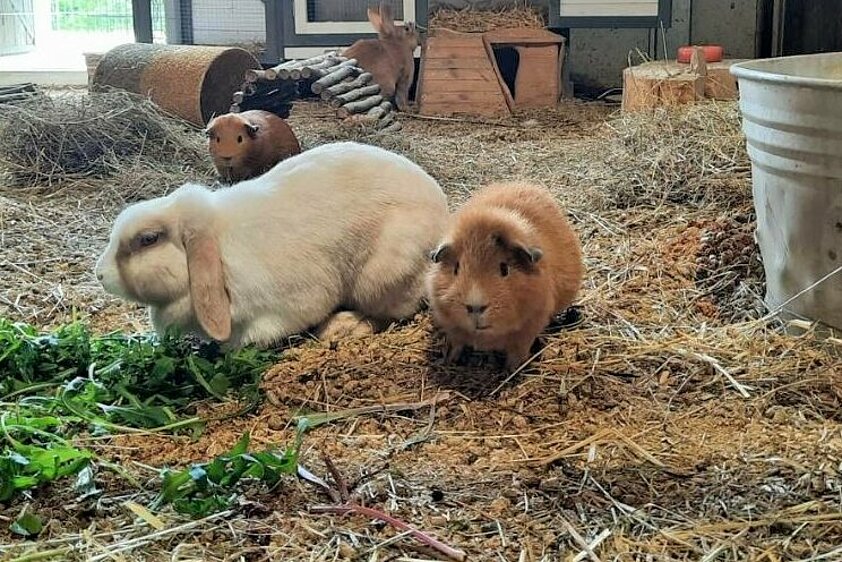 Tierische Begegnungen mit Hase & Meerschweinchen im Elldus Resort