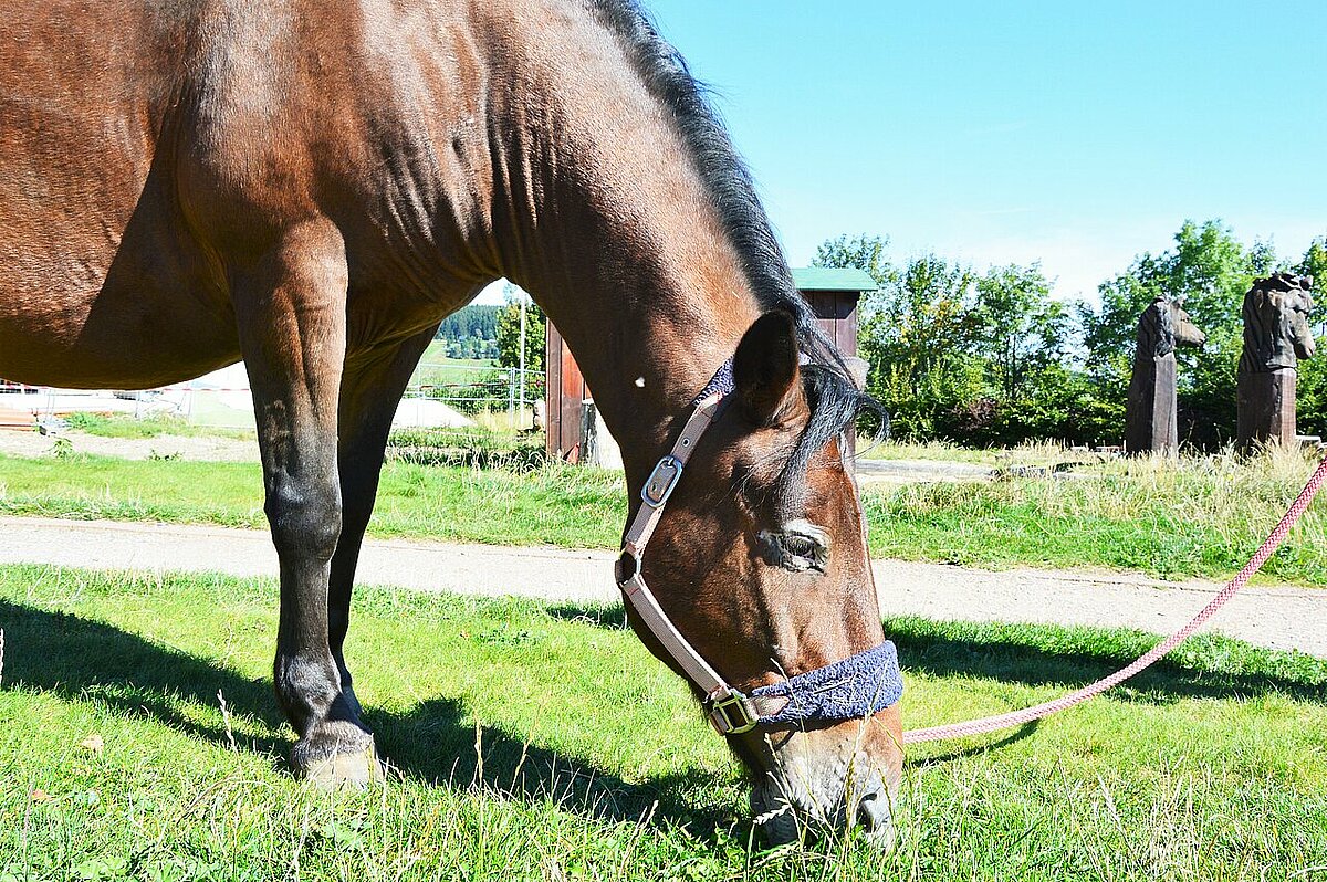 Paul - Appaloosa Kaltblumix Paul - Appaloosa Kaltblumix