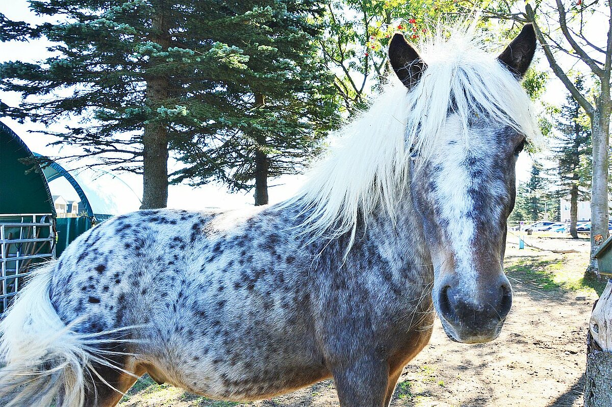 Anuk - Part-Bred-Shetty Anuk - Part-Bred-Shetty