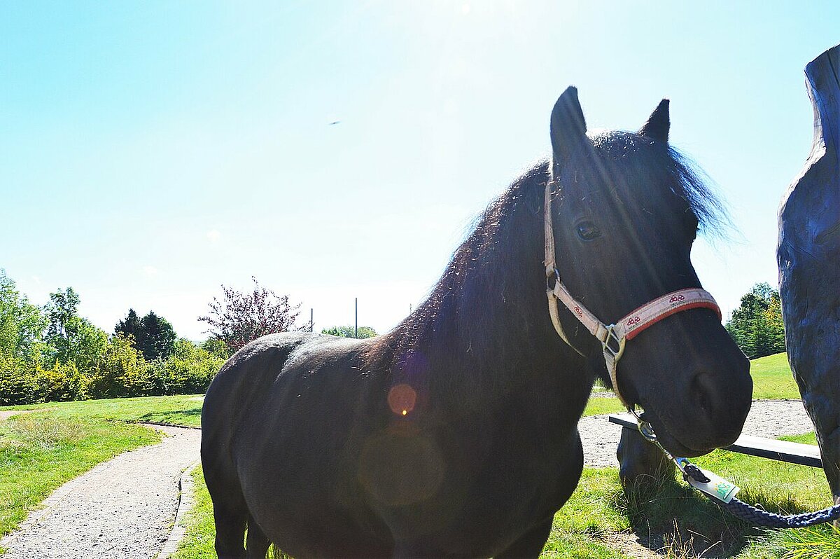 Bonnie - Shetlandpony Bonnie - Shetlandpony