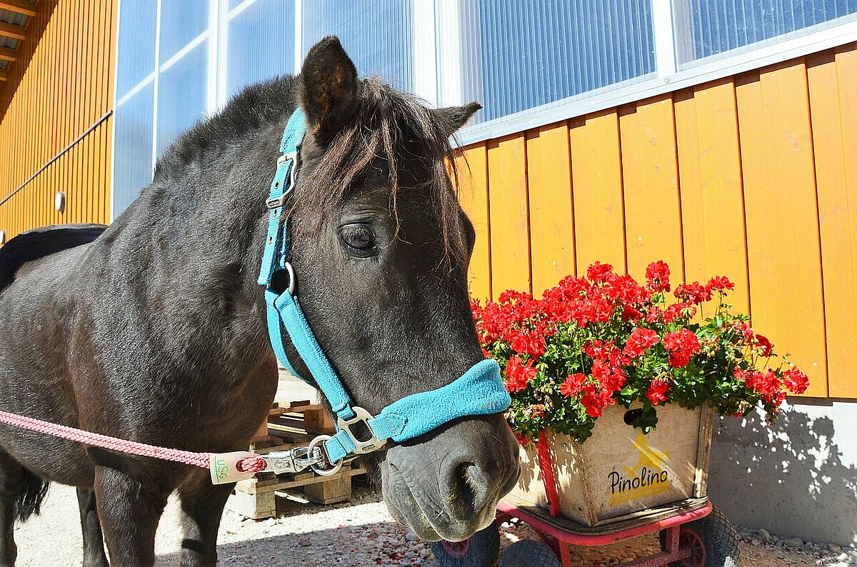 Max - Shetlandpony Max - Shetlandpony