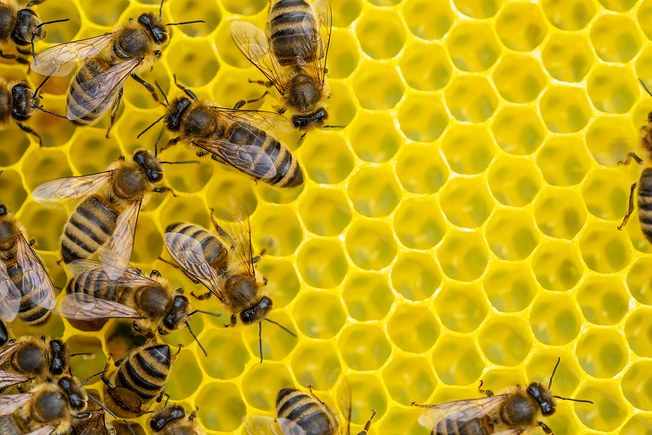 Honig, Propolis & Co. - Apitherapie im Elldus Resort