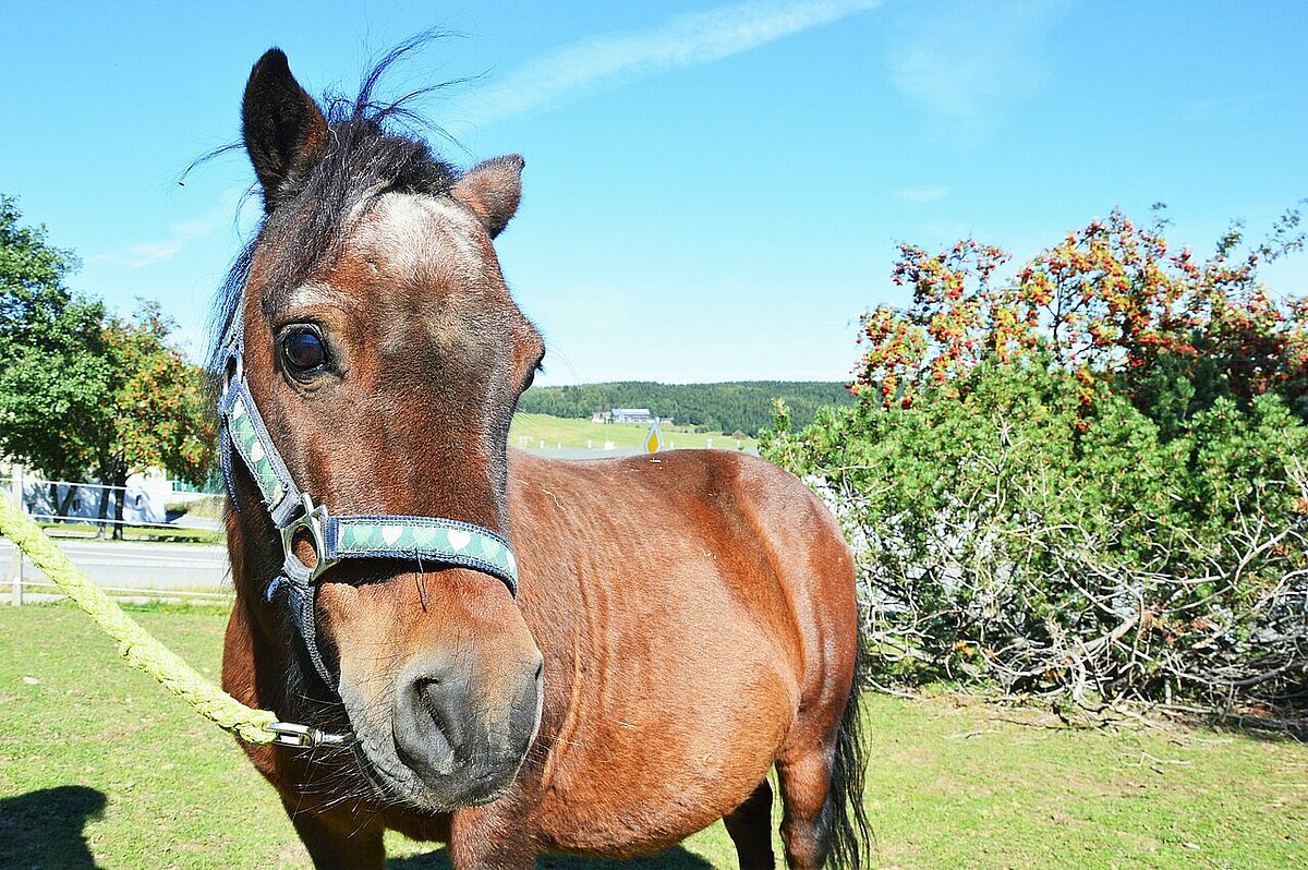 Clyde - Shetlandpony Clyde - Shetlandpony